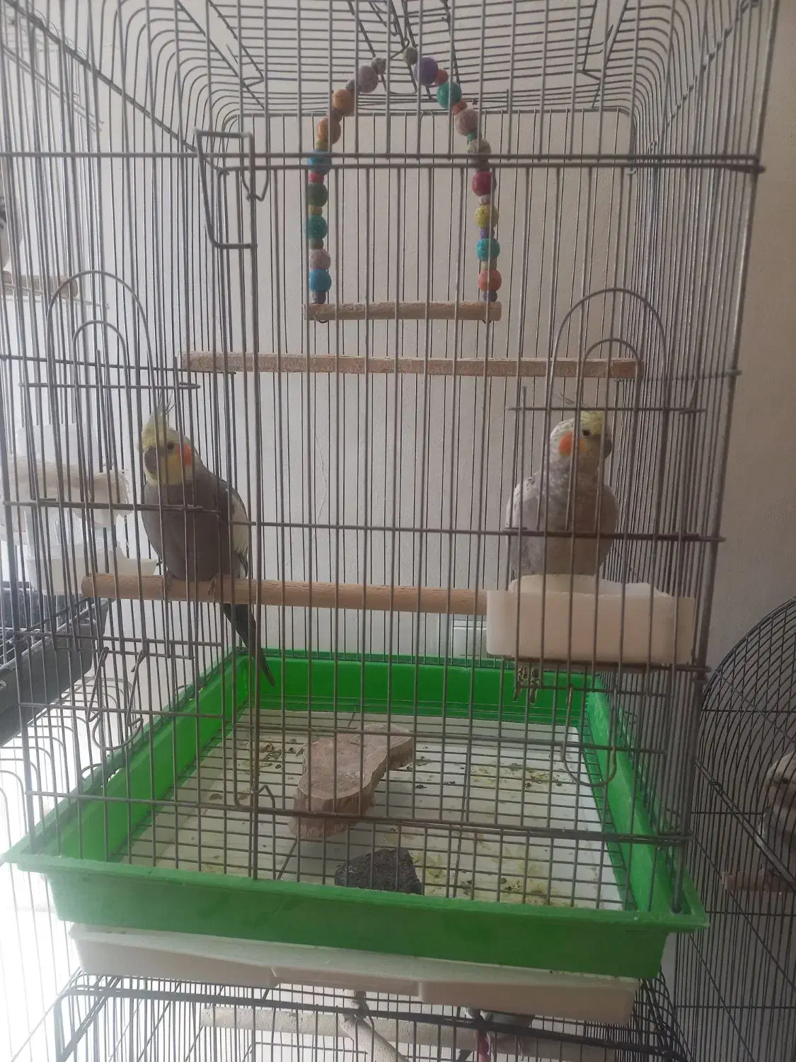 عروس هلندی|پرنده|تهران, مشیریه|دیوار