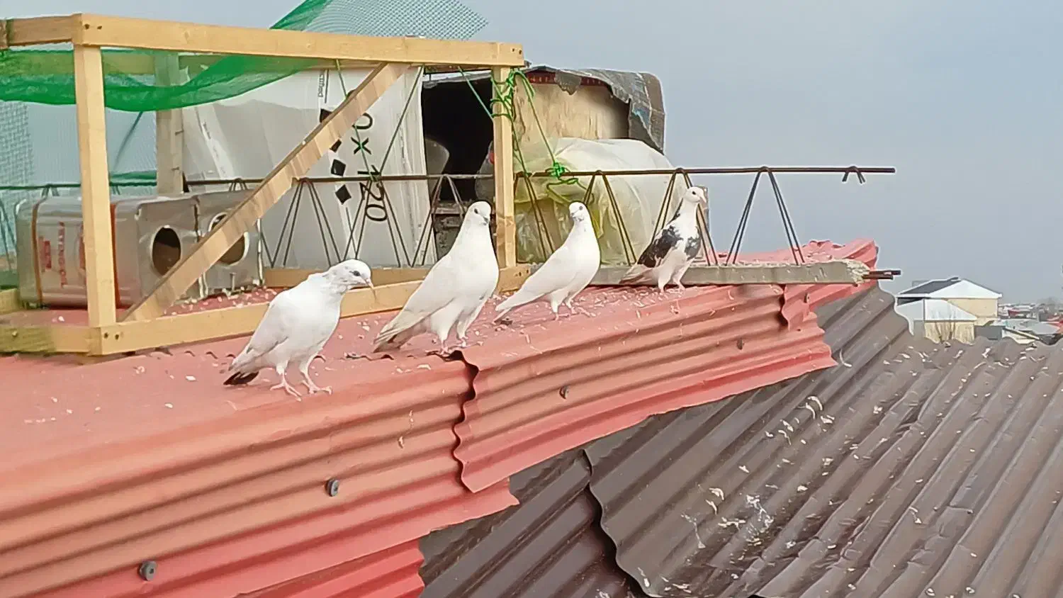 ۶ عدد کبوتر|پرنده|رشت, دخانیات|دیوار