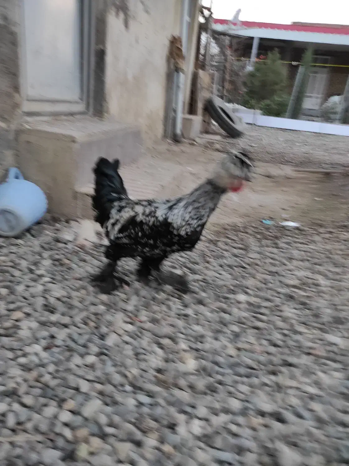 فروش جوجه خروس ۷ماهه سلطان|حیوانات مزرعه|پارس‌آباد, |دیوار