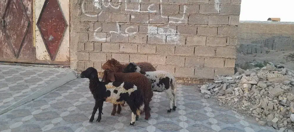 چهار عدد بره در شادگان|حیوانات مزرعه|اهواز, امانیه|دیوار