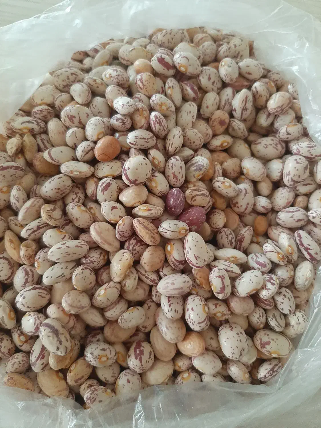 سلام دوستان حبوبات خوشپخت و تازه لرستان|خوردنی و آشامیدنی|فولادشهر, فولادشهر|دیوار