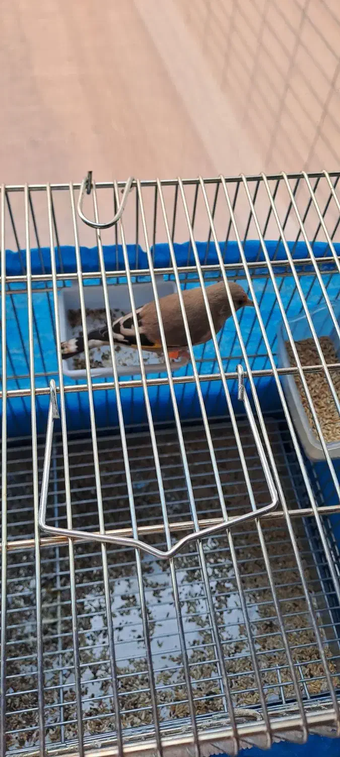 سهره دو رگ جوجه سال|پرنده|اصفهان, جامی|دیوار