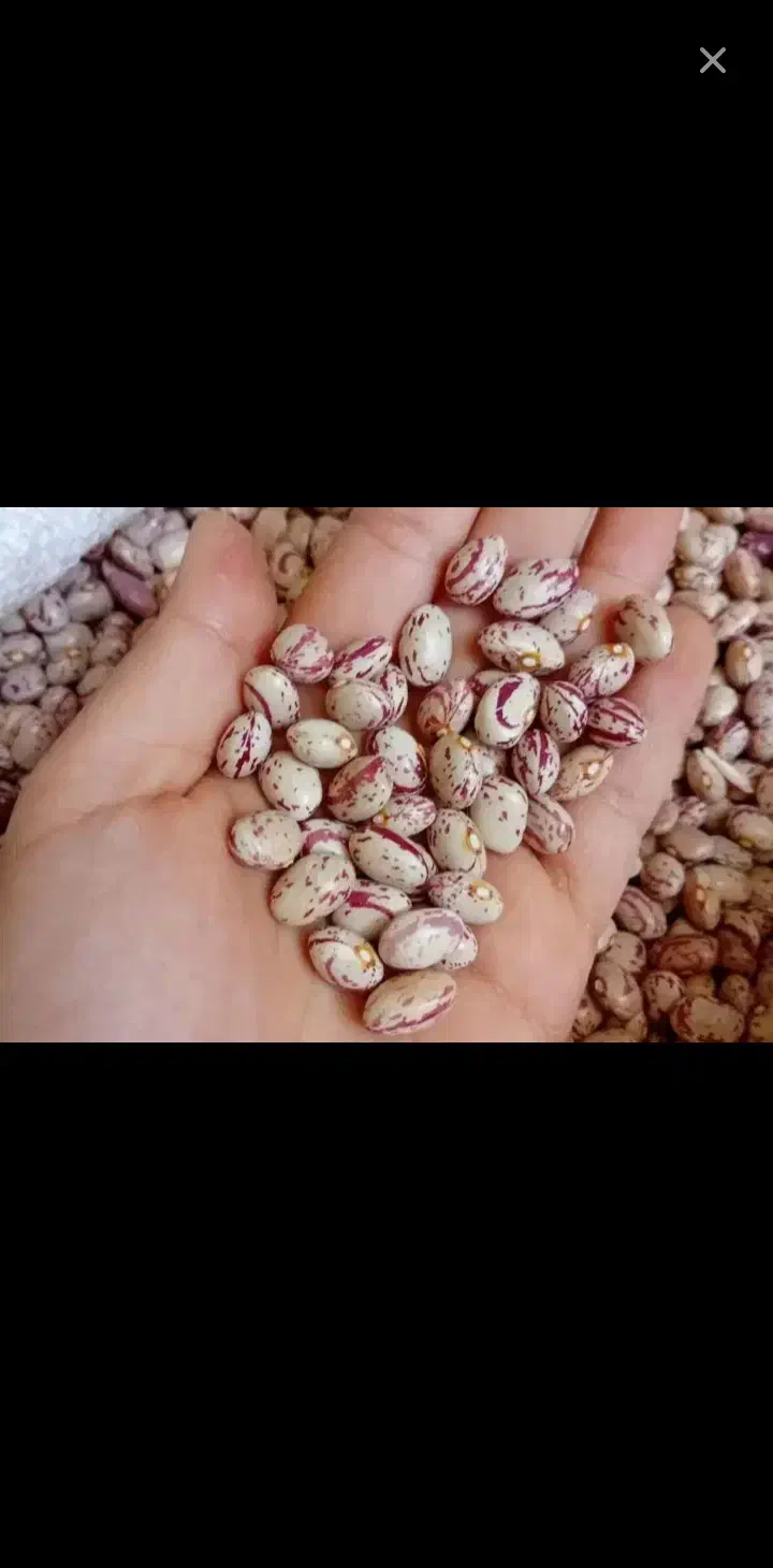 خریدوفروش حبوبات وخشکبار|خوردنی و آشامیدنی|بهمن صغاد, |دیوار