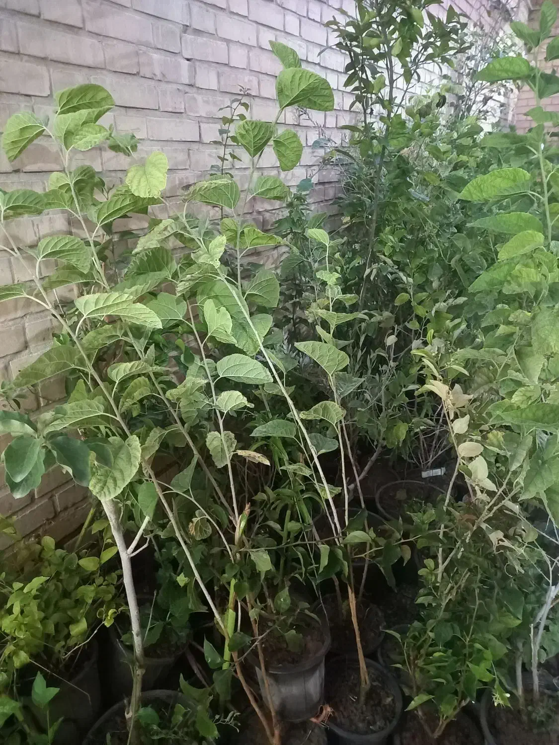 فروش درخت و انواع گل|خدمات باغبانی و درختکاری|اهواز, نادری|دیوار