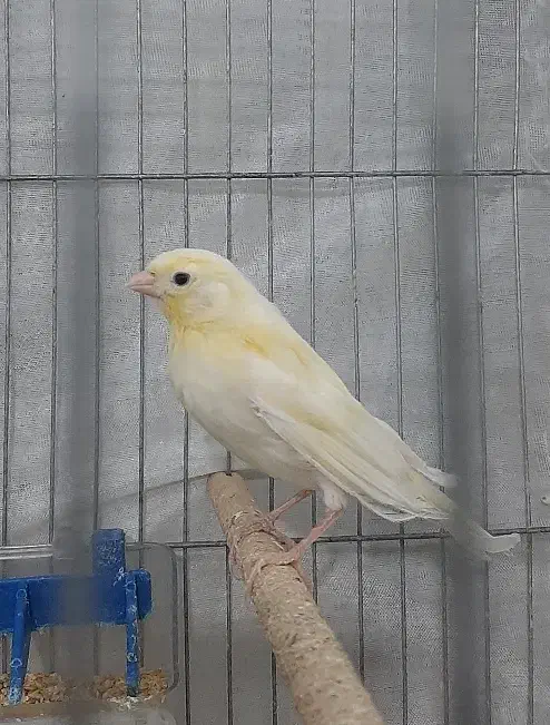 قناری|پرنده|ساوه, |دیوار