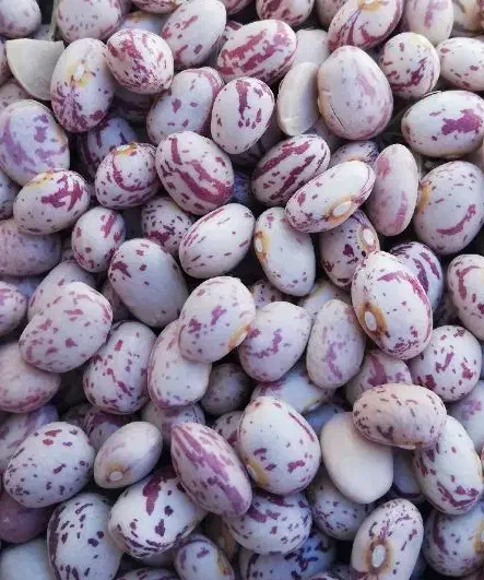 لوبیا چیتی|عمدهفروشی|رشت, کوی امام رضا|دیوار