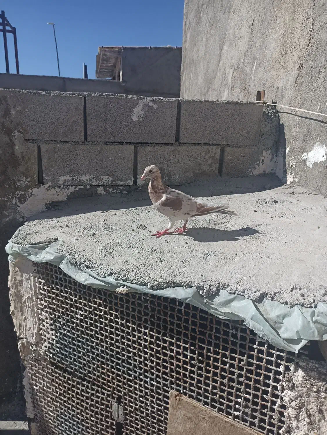 سرور سرخ لکه دار|پرنده|چناران, |دیوار