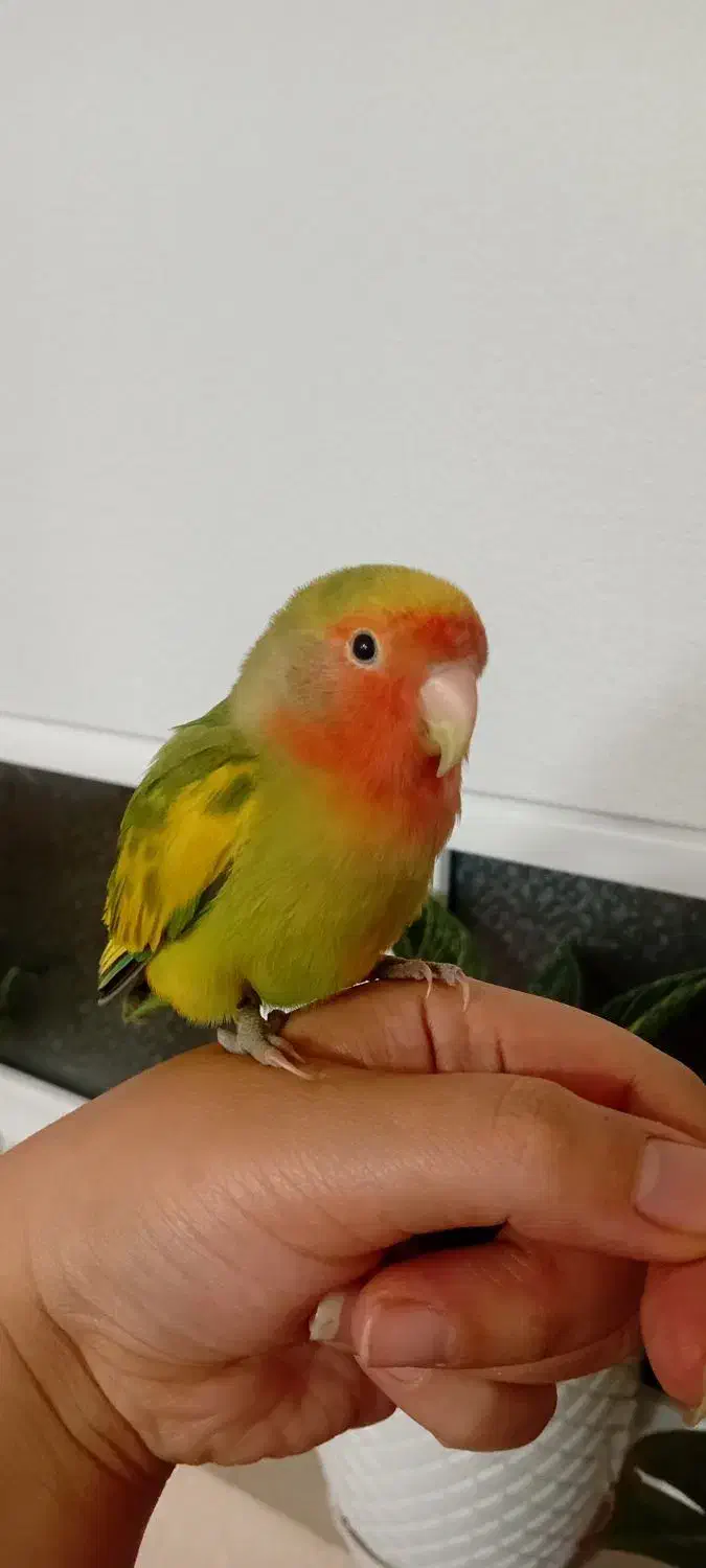 طوطی برزیلی|پرنده|قرچک, پویینک|دیوار