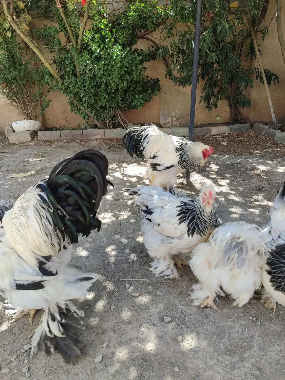 تخم مرغ نطفه دار برهما رومانی اصیل|حیوانات مزرعه|کرمانشاه, |دیوار