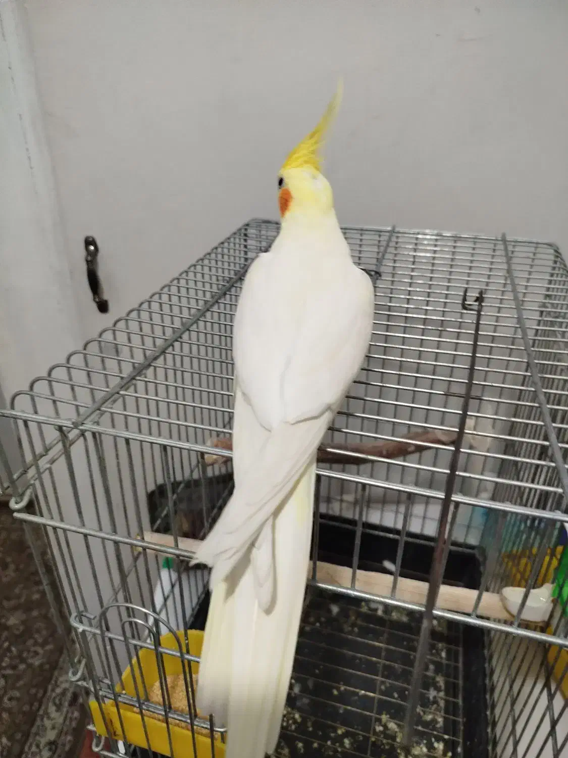 عروس هلندی نر لوتینو سخنگو|پرنده|فردیس, فردیس|دیوار