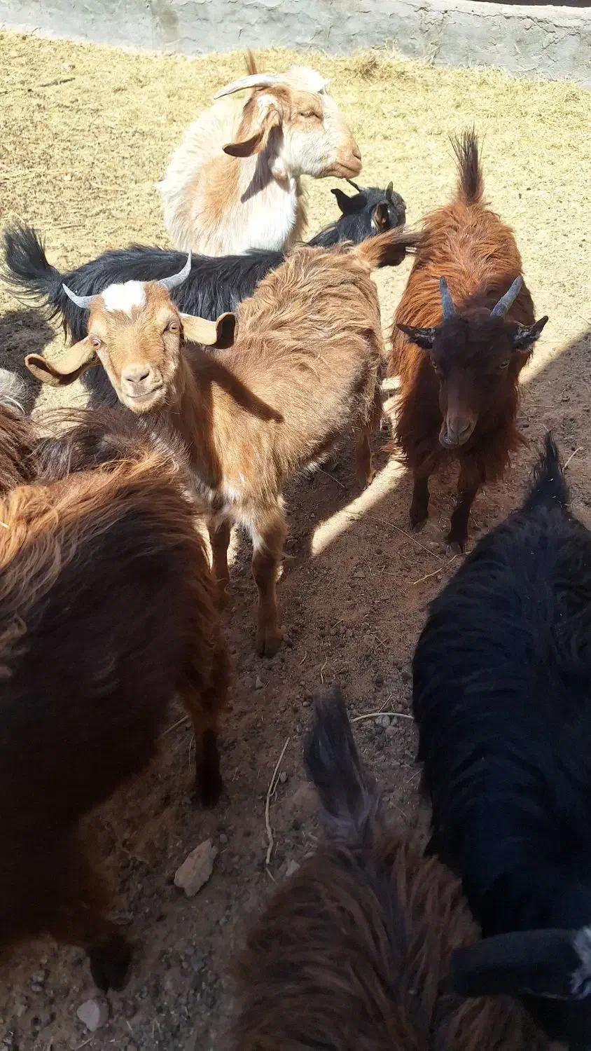 کره بزغاله|حیوانات مزرعه|مهریز, |دیوار