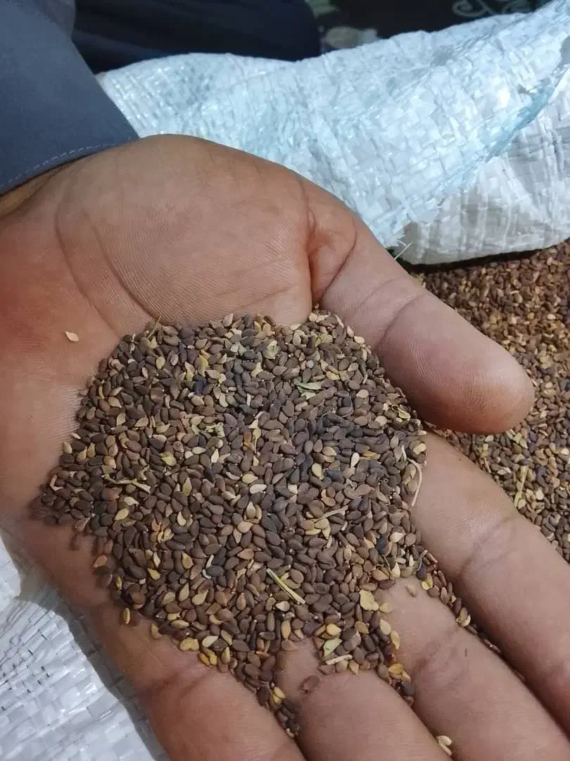 کنجد درجه یک جنوب کرمان|حراج|ری, شهرک نظامی|دیوار