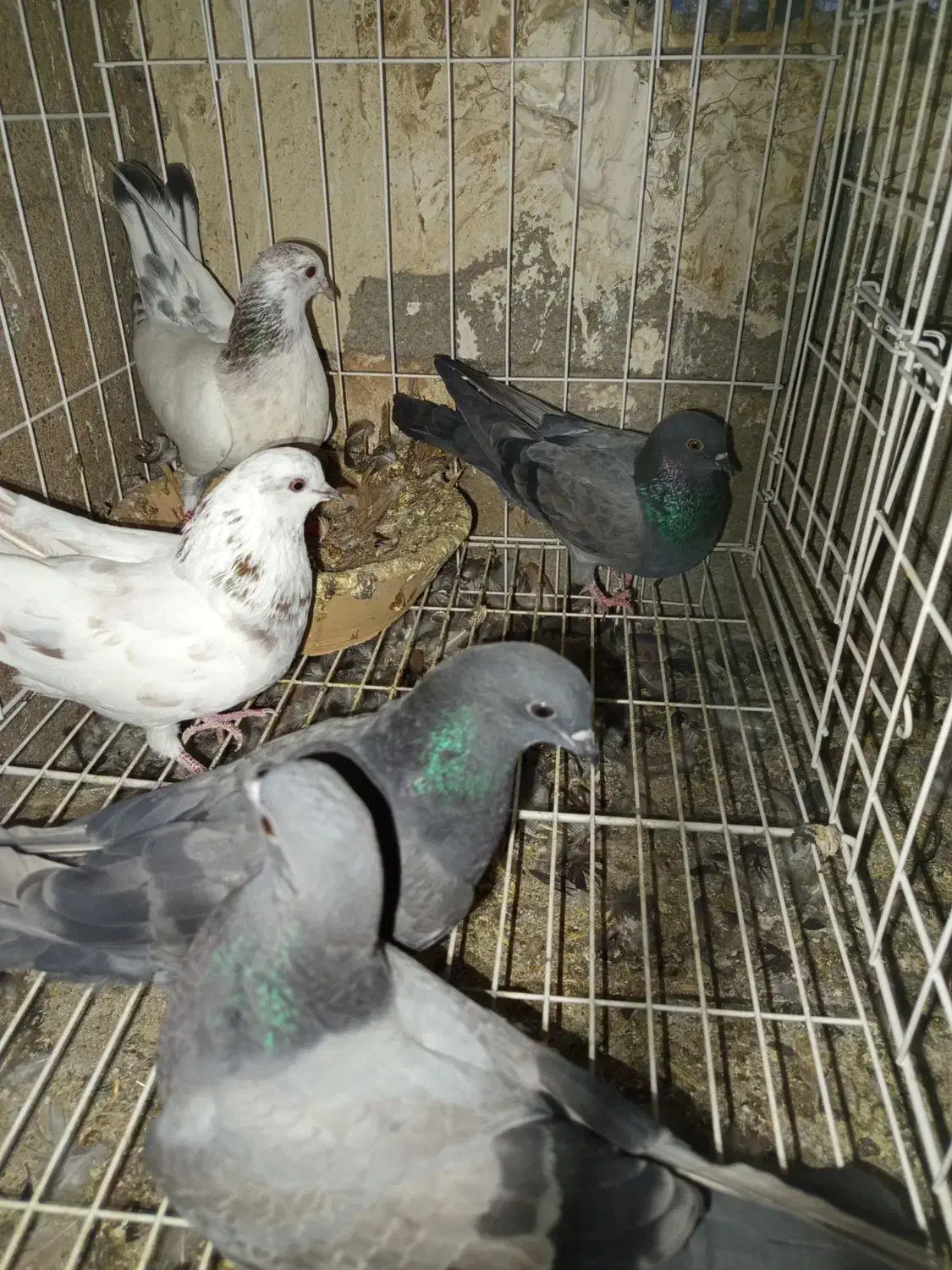 فروش کفتر کاشانی|پرنده|مسجد سلیمان, |دیوار