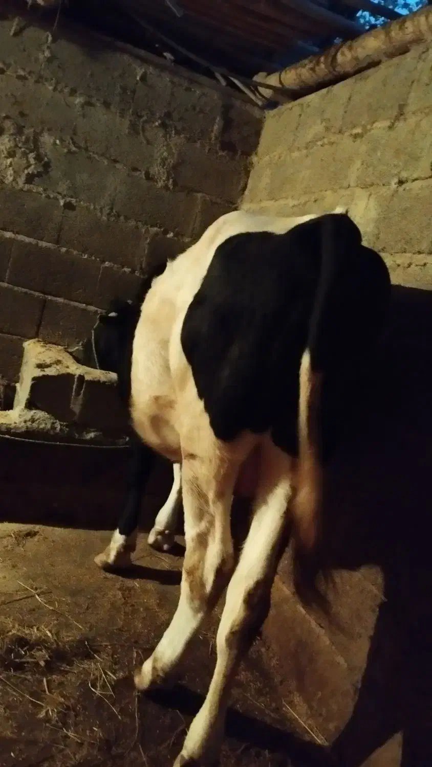 گوساله نر گوشتی|حیوانات مزرعه|آستانه اشرفیه, |دیوار