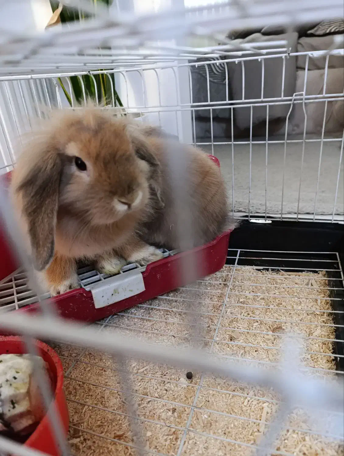 دوتا خرگوش لپ دوتاش باهم۵۰۰|موش و خرگوش|مشهد, دوست آباد|دیوار