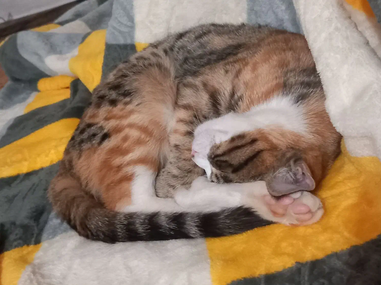 واگذارری رایگان|گربه|اسفراین, |دیوار