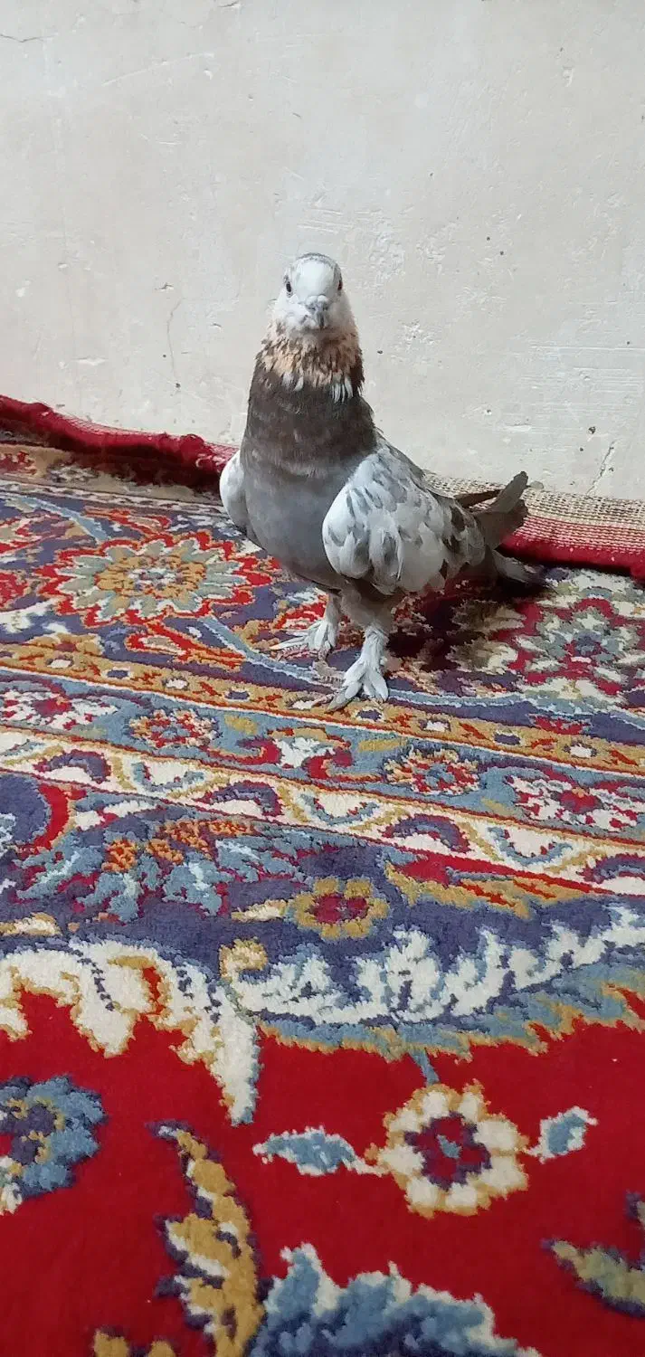 کفتر کبوتر|پرنده|قم, شهرک امام حسین|دیوار