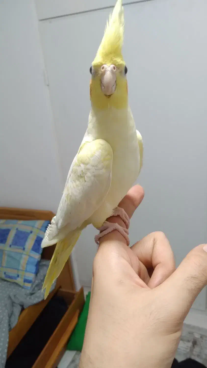 طوطی عروس هلندی سوپر رام و سخنگو ۲تا ۷ ماه|پرنده|قائمشهر, |دیوار