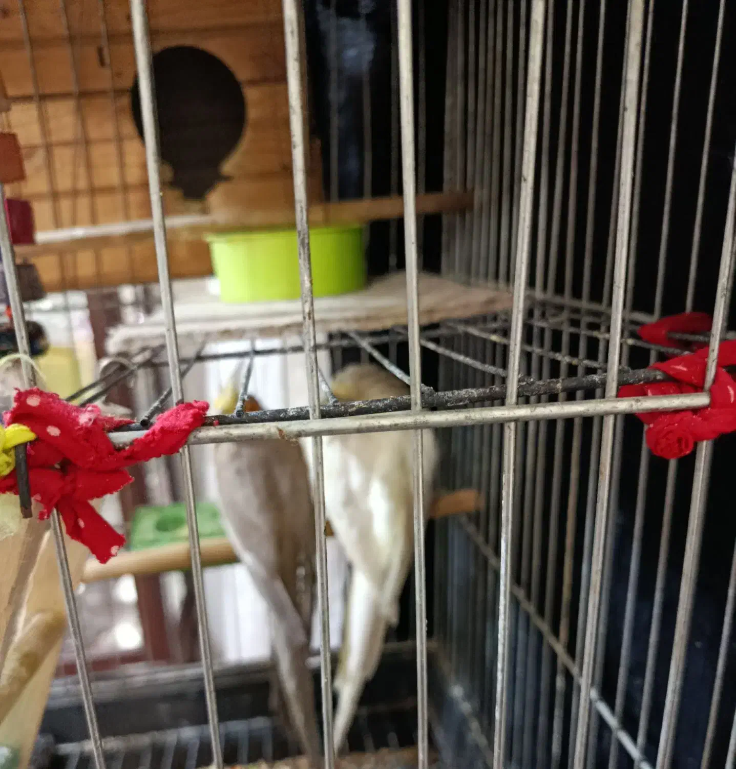 عروس هلندی نر و ماده|پرنده|صباشهر, |دیوار