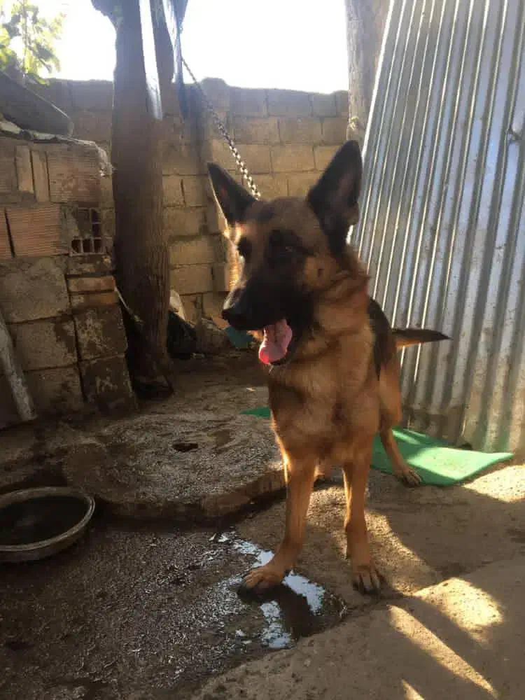 سگ ژرمن|سگ|رامیان, |دیوار