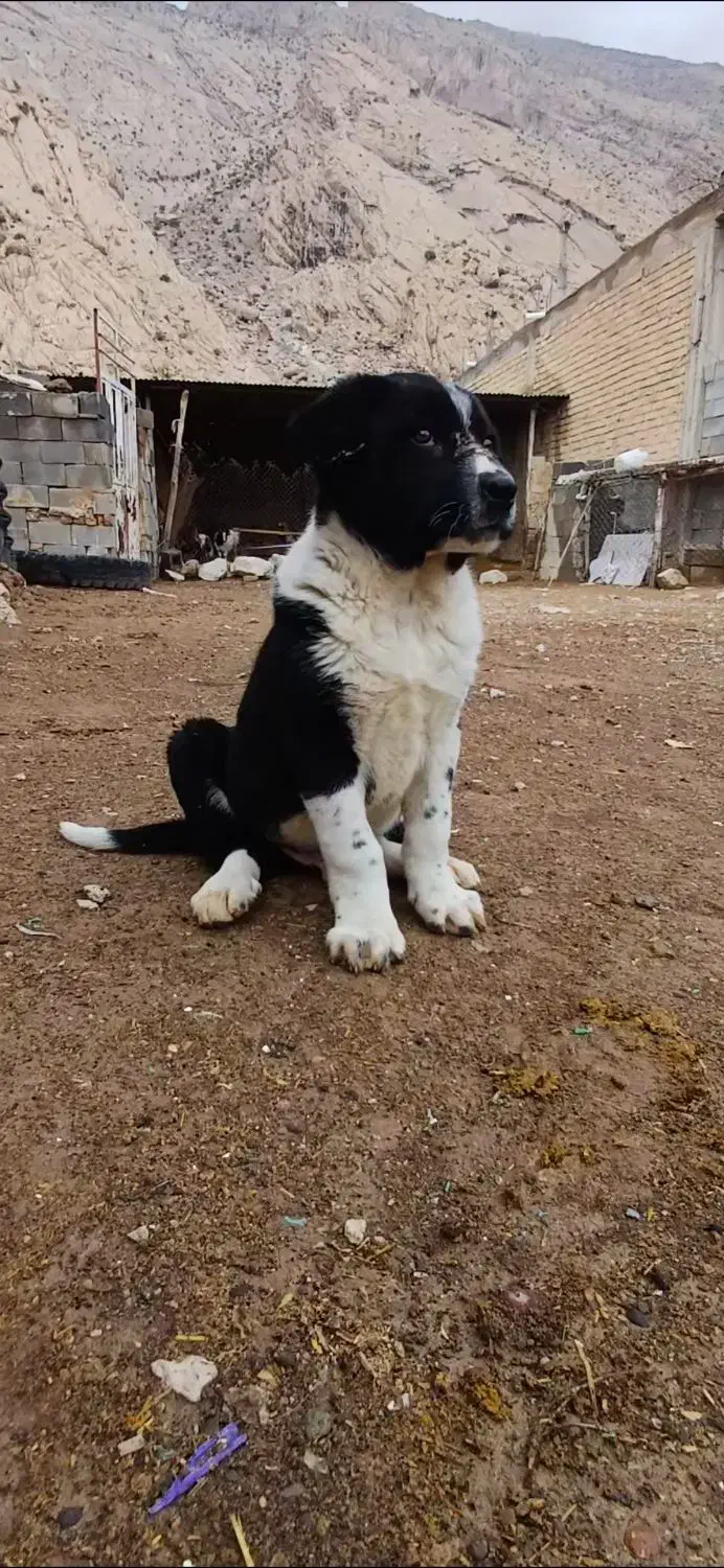 توله سگ|سگ|درودزن, |دیوار