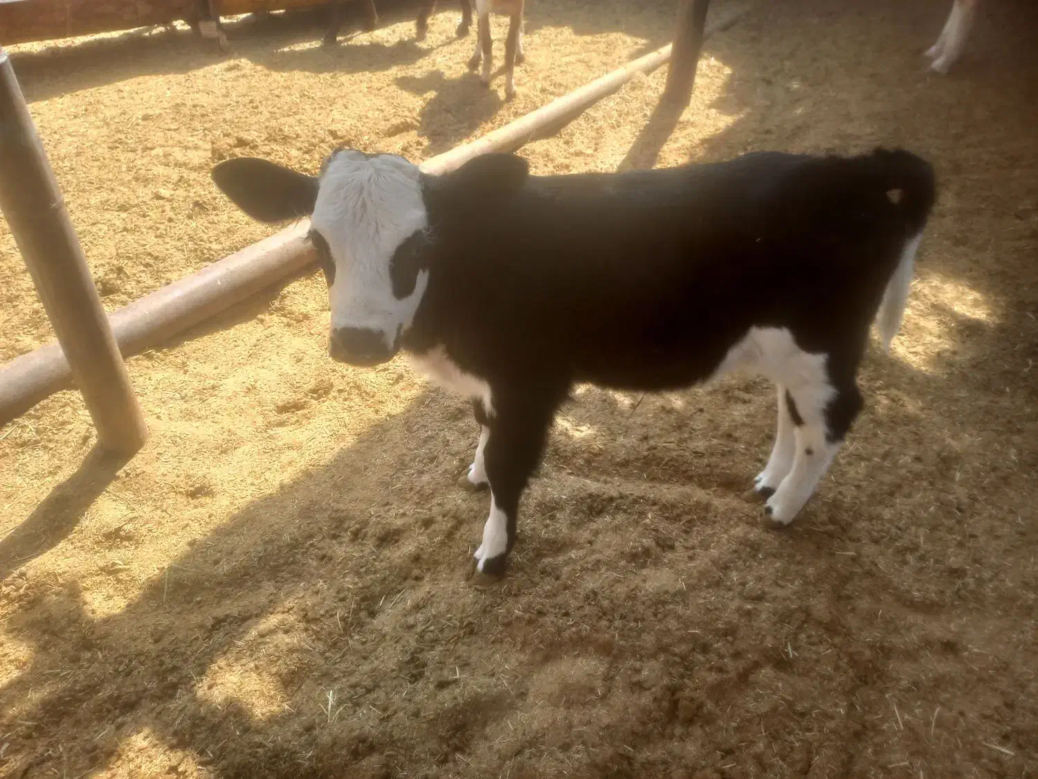 گوساله شیری ماده به فروش می‌رسد|حیوانات مزرعه|کوهدشت, |دیوار