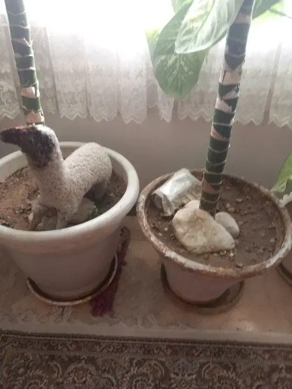 این گل از ۳ سال دارم دیگه نمیخوامش|گل و گیاه طبیعی|تهران, سردارجنگل|دیوار