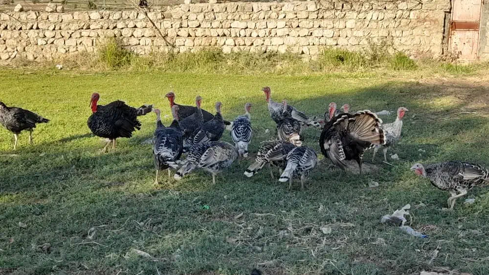 بوقلمون کردی نر وماده|حیوانات مزرعه|سرپل ذهاب, |دیوار