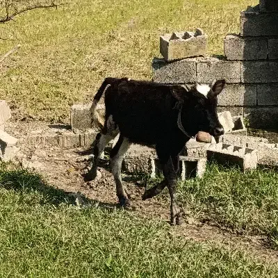 گوساله ماده گاو|حیوانات مزرعه|نوشهر, |دیوار