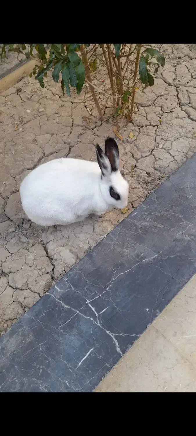 یک عدد خرگوش|موش و خرگوش|شاهین‌شهر, فیض|دیوار