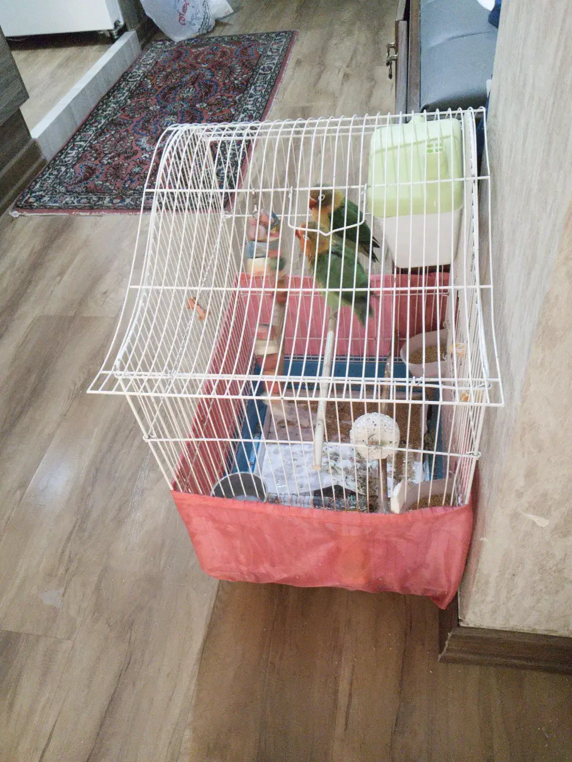 جفت طوطی برزیلی با تمام تجهزات|پرنده|کرج, جهان‌شهر|دیوار