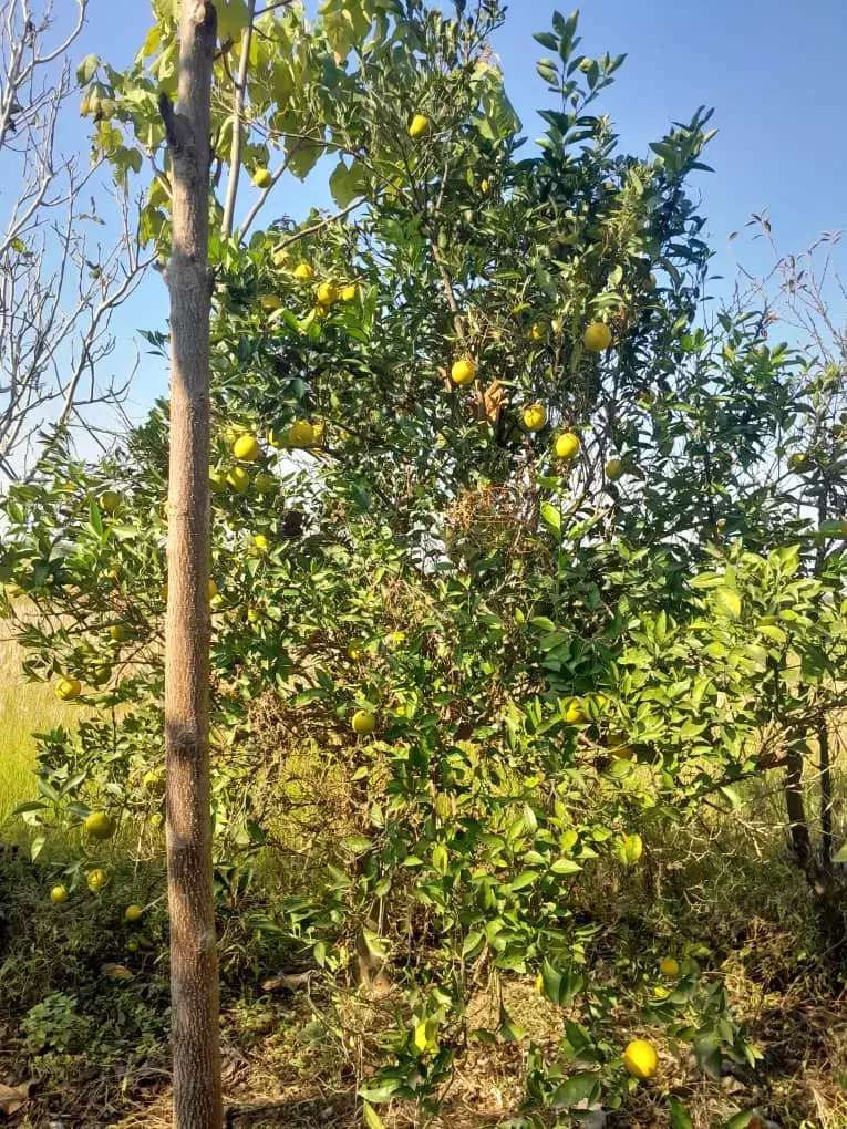 پرتقال تامسون تقربا زرد شدش پوست نازک شیرین ۴۵۰۰۰|خوردنی و آشامیدنی|هادی شهر, |دیوار