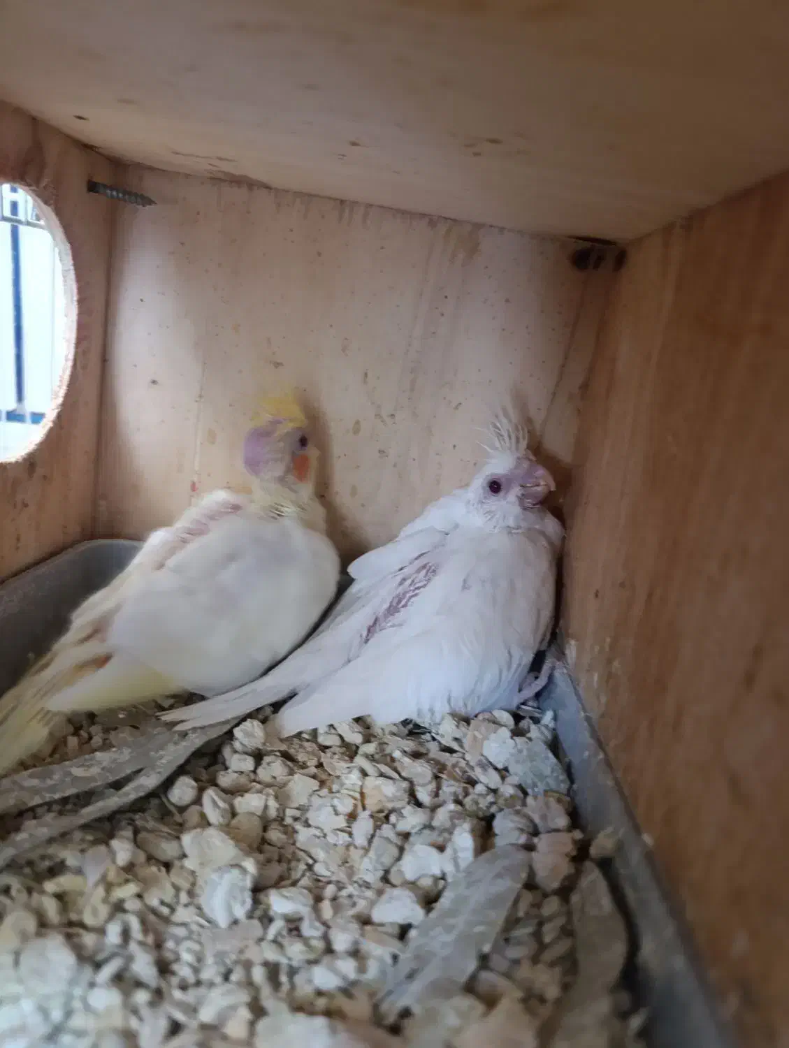 عروس آلبینو|پرنده|فسا, |دیوار