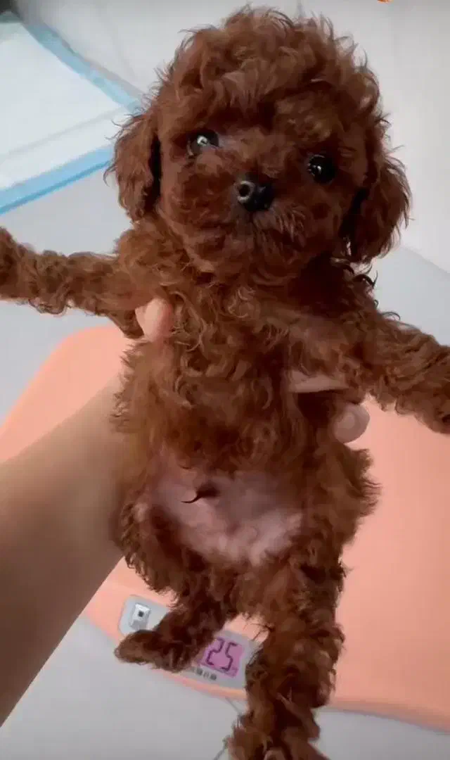 سگ پودل قهوه ی اورجینال|سگ|تهران, آسمان|دیوار