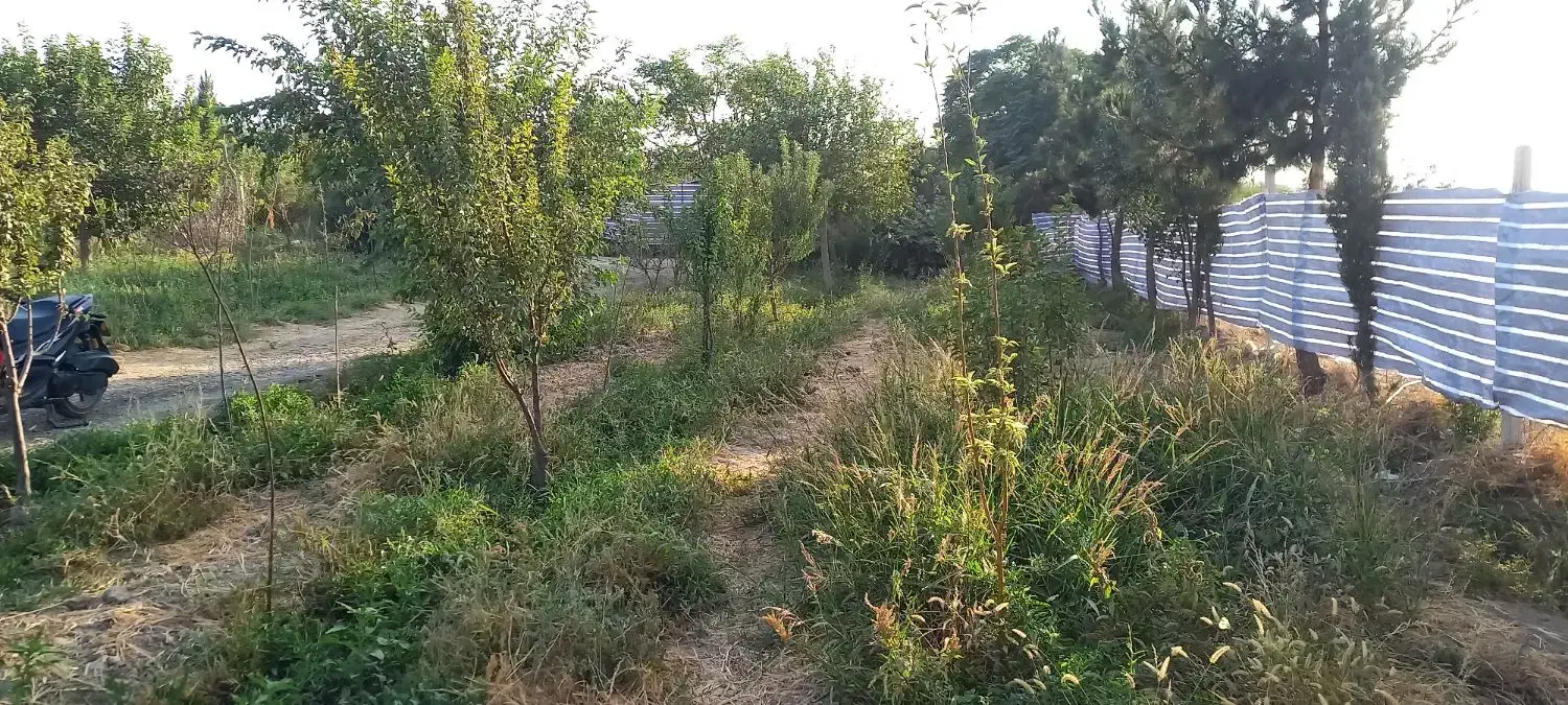 باغ باغچه ۱۰۰۰متری کاشانک اسلامشهر|فروش زمین و ملک کلنگی|اسلامشهر, کاشانک|دیوار