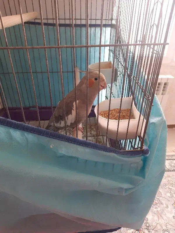 عروس هلندی|پرنده|کاشان, شهرک خاتم الانبیا (مسکن ملی کاشان)|دیوار