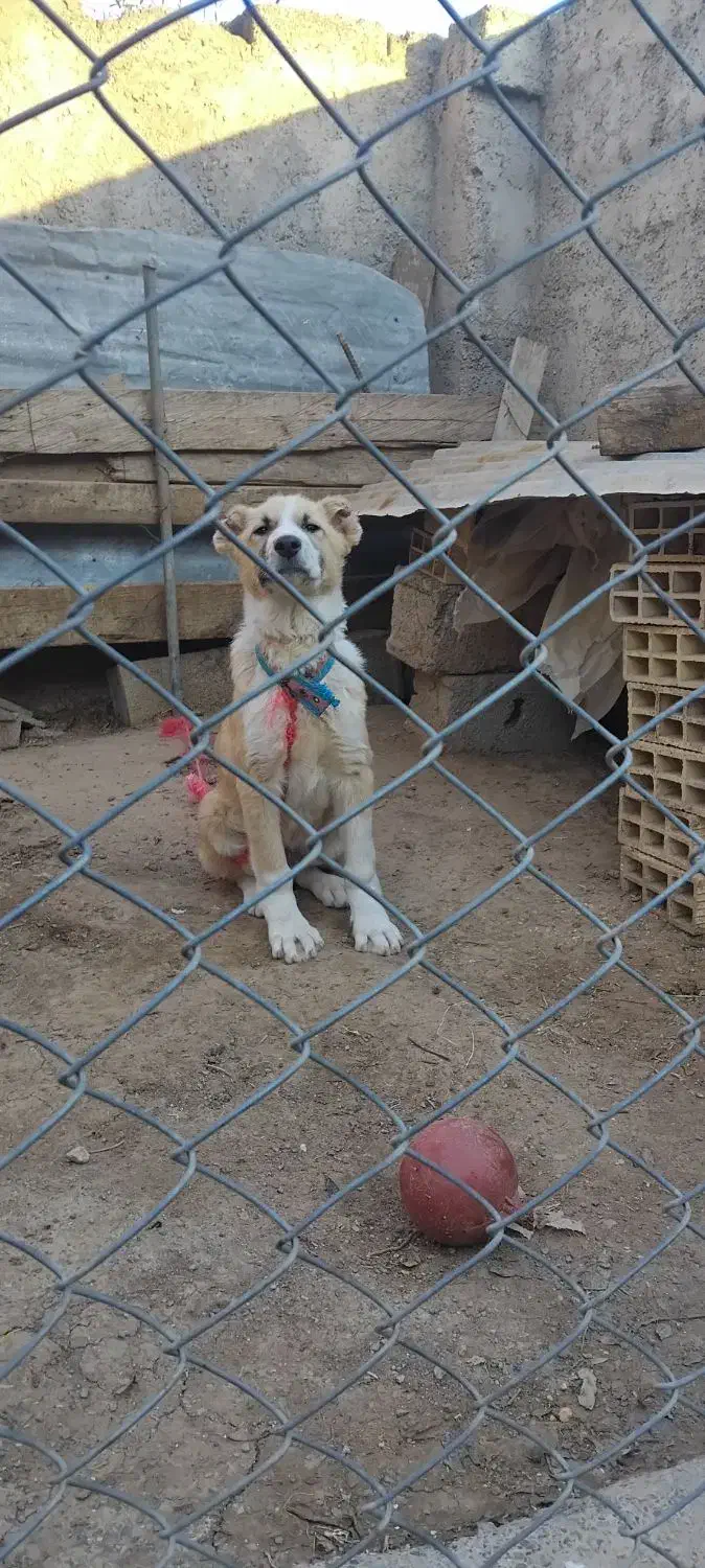 توله سگ|سگ|رستم‌آباد, |دیوار