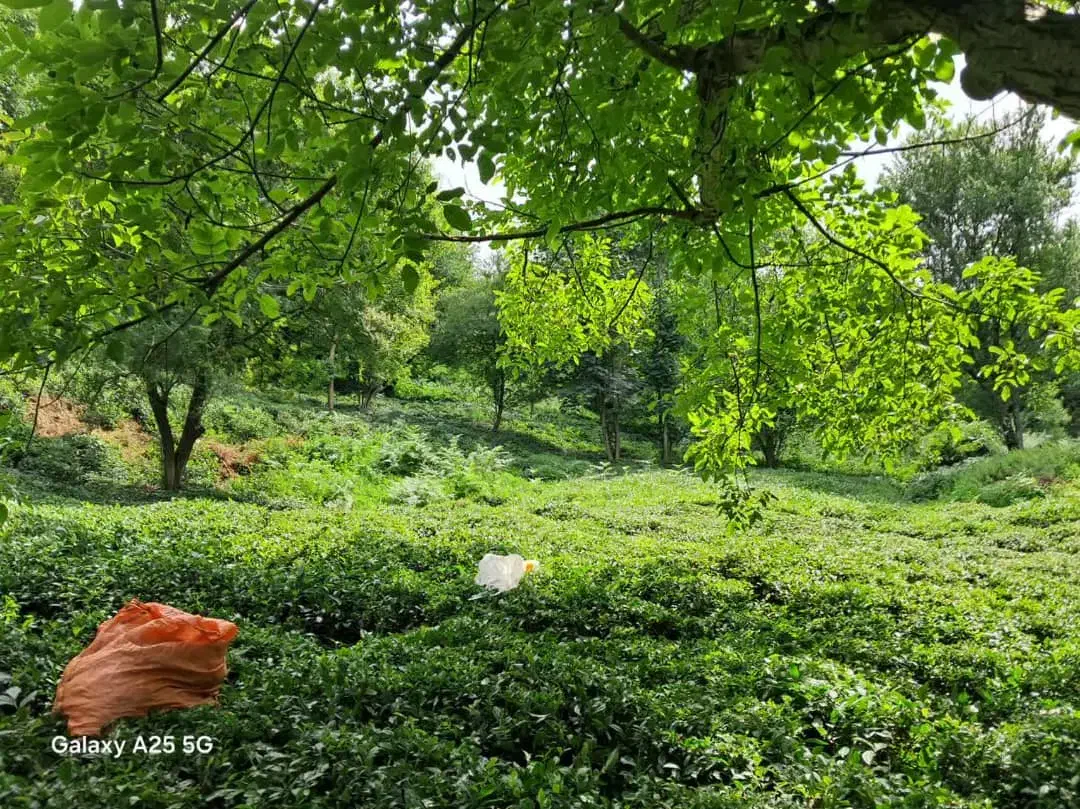 فروش باغ چایی|فروش دفتر صنعتی، کشاورزی، تجاری|لاهیجان, لیل|دیوار