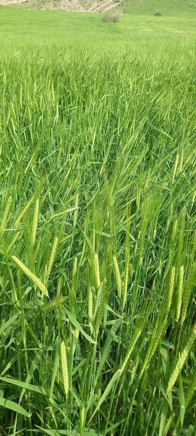آرد|خوردنی و آشامیدنی|صالح آباد (ایلام), |دیوار