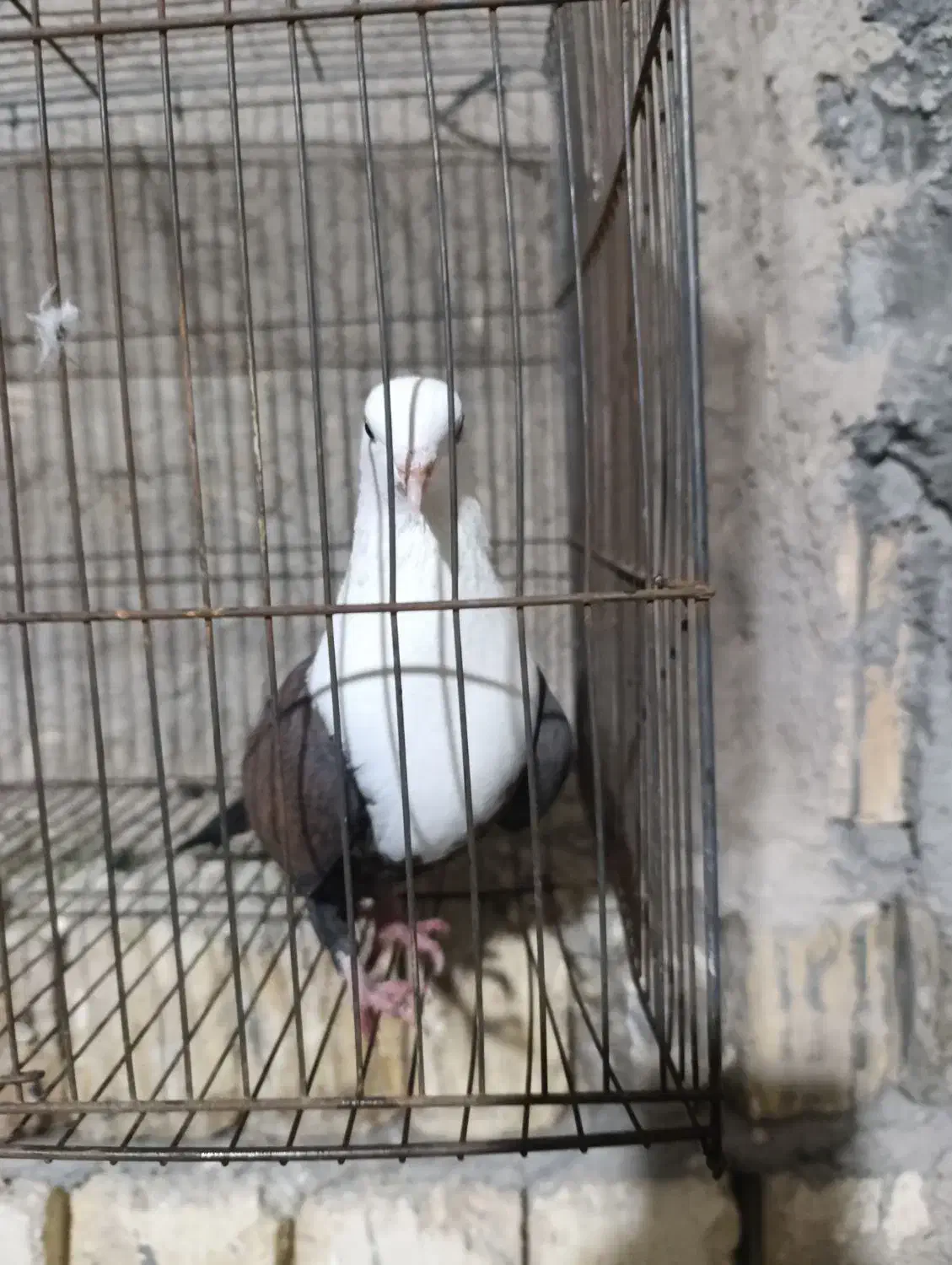 ماده مخمل قهوه ای|پرنده|فلاورجان, |دیوار