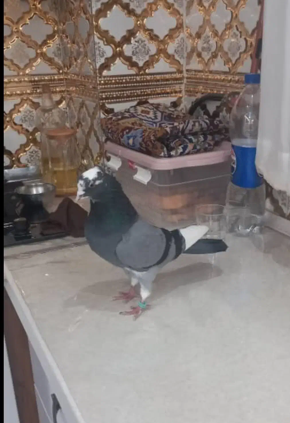 گوی آلا نر|حیوانات|اردبیل, |دیوار