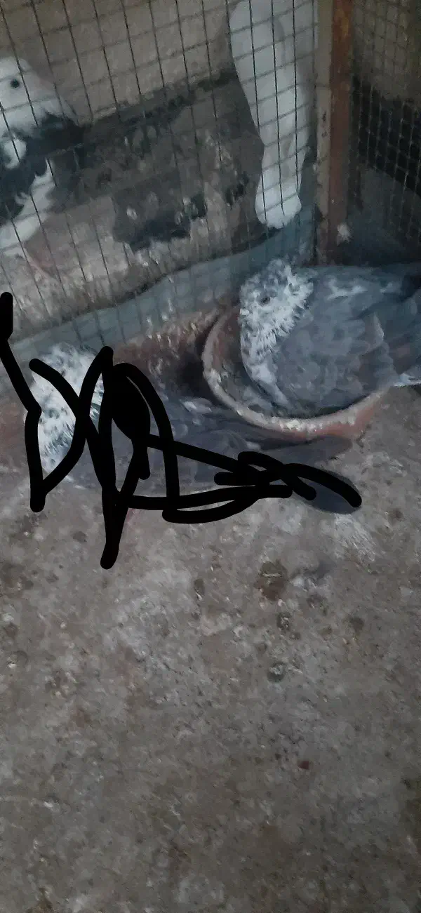 کبوترگمشده|حیوانات|اندیشه, اندیشه فاز ۲|دیوار