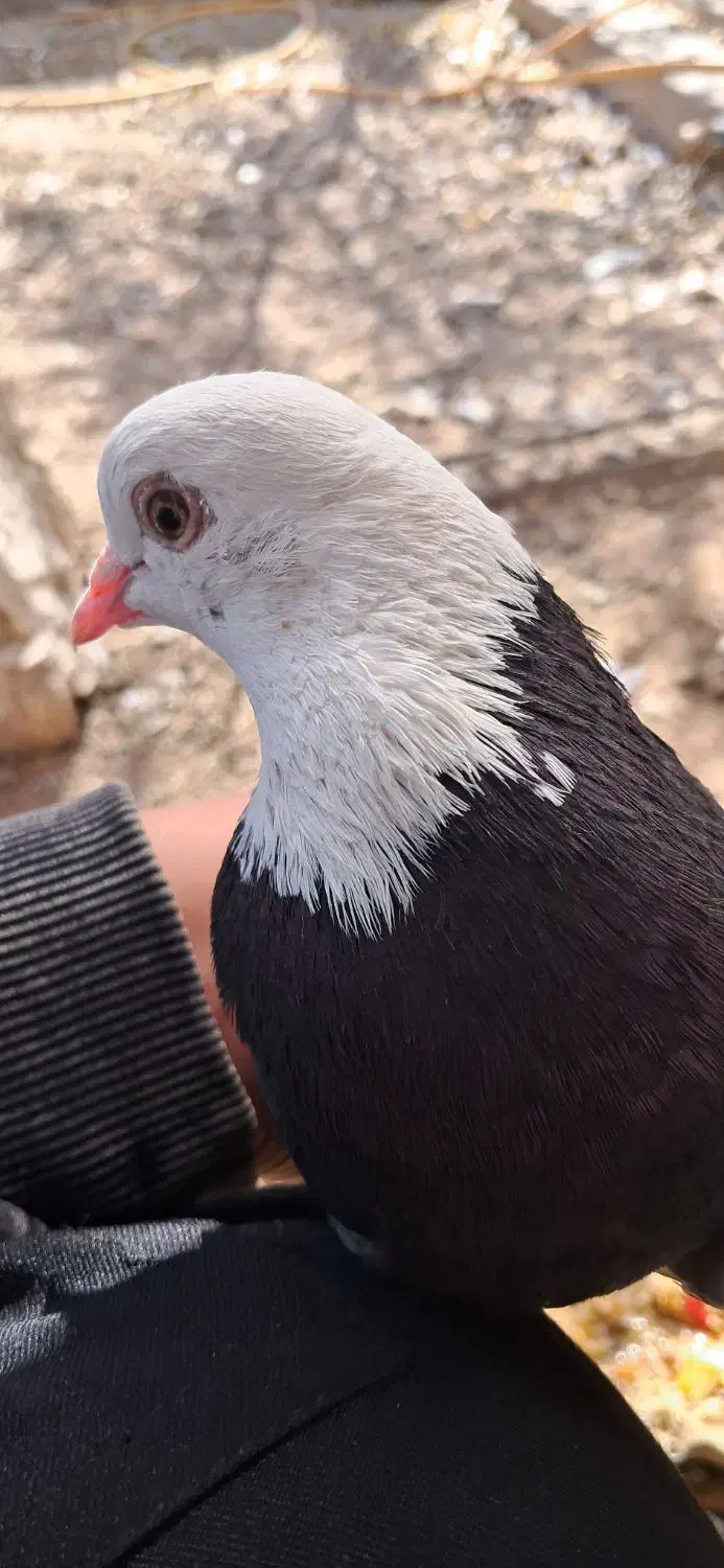 کفتر طوقی ماده|پرنده|زید آباد, |دیوار