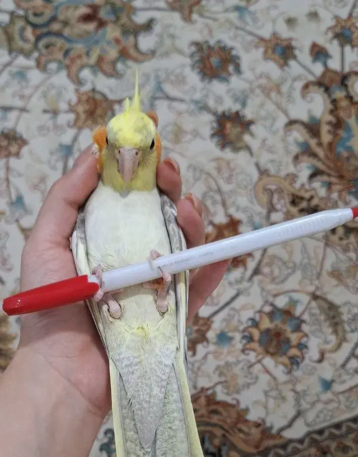 جفت عروس هلندی|پرنده|سرپل ذهاب, |دیوار