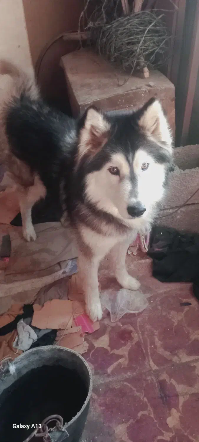 واگذاری سگ هاسکی|سگ|مراغه, |دیوار