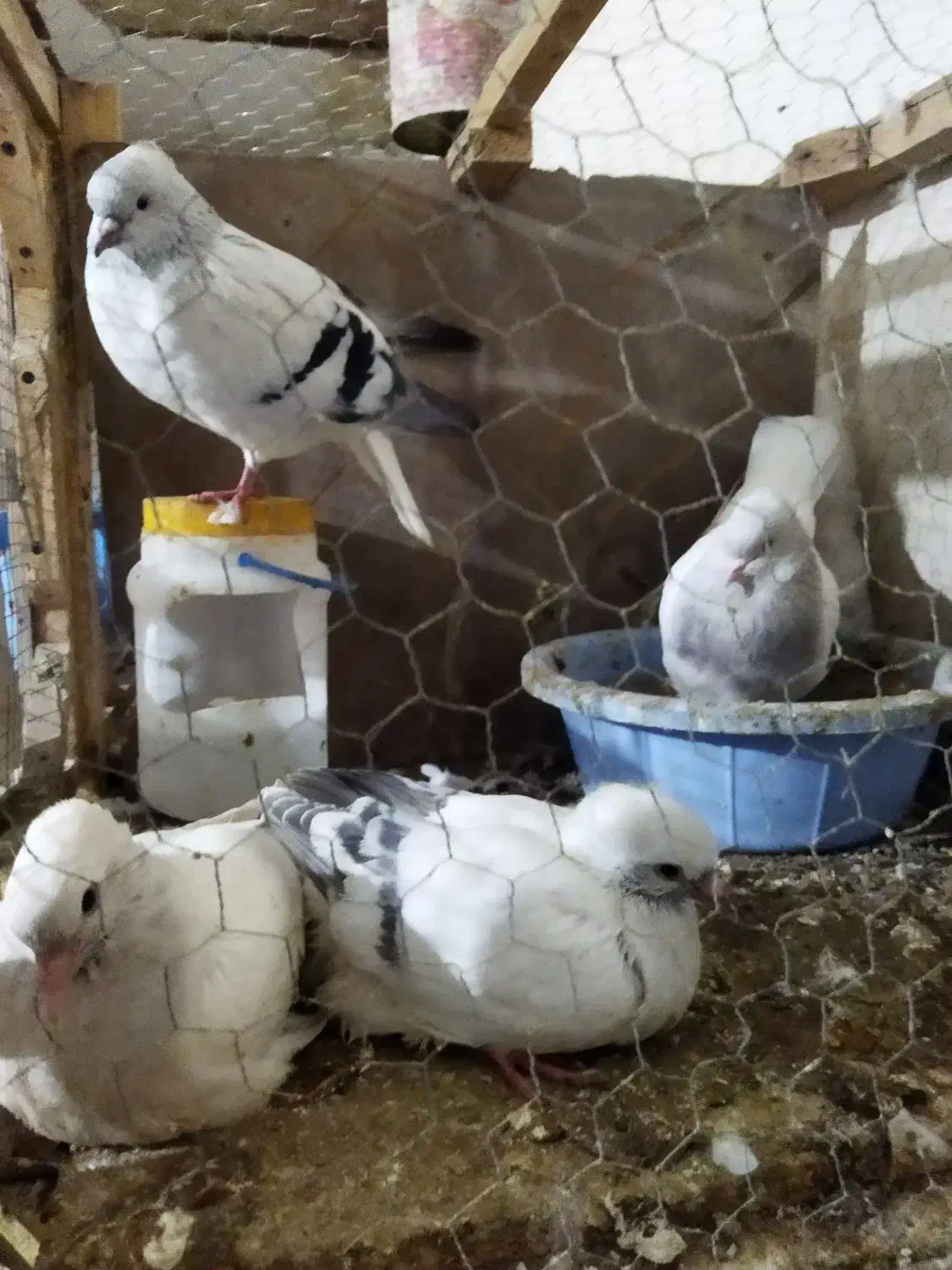 کفتر|پرنده|نیشابور, مازول|دیوار