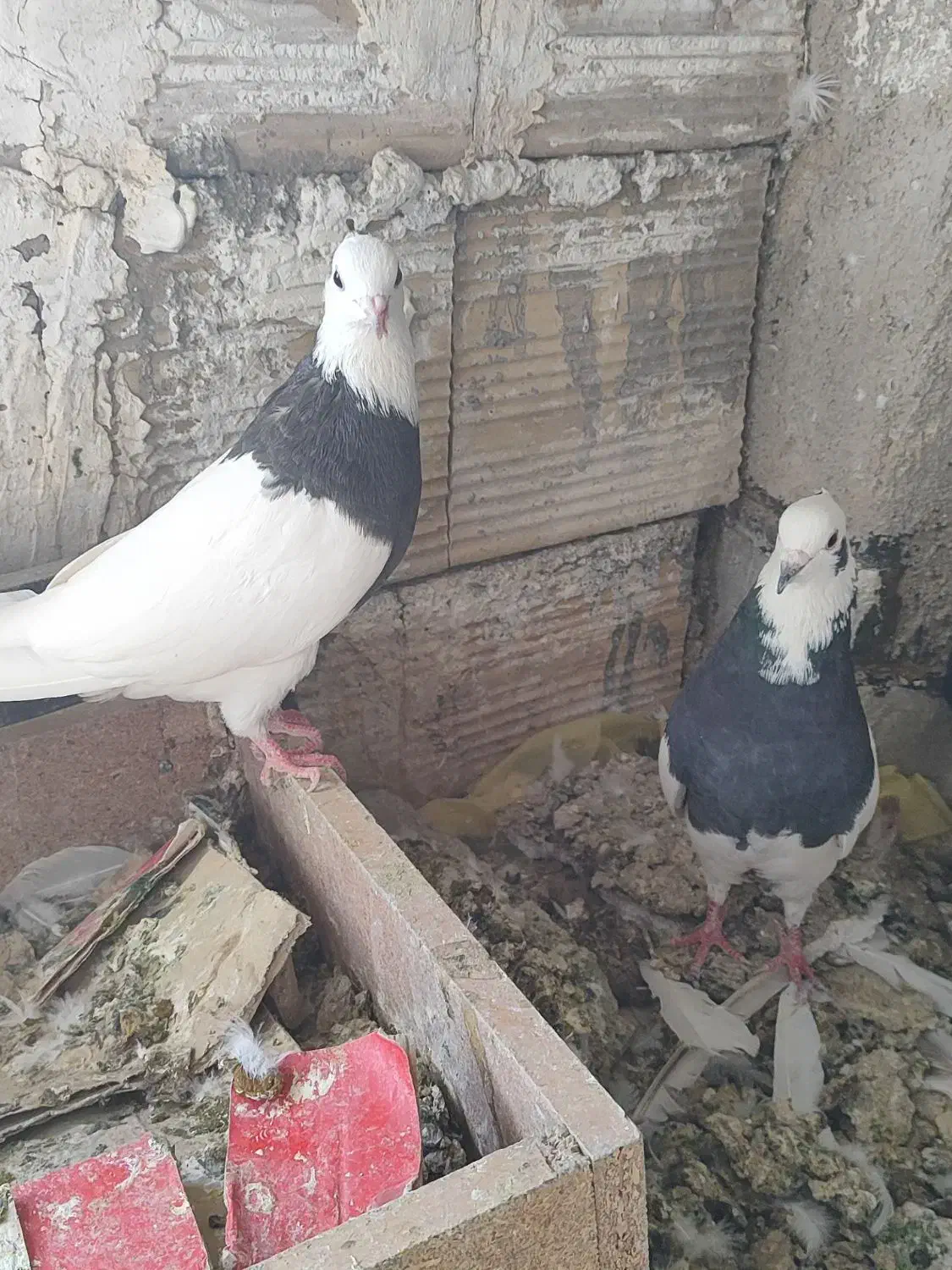 کبوتر|پرنده|کرج, بهشت سکینه|دیوار