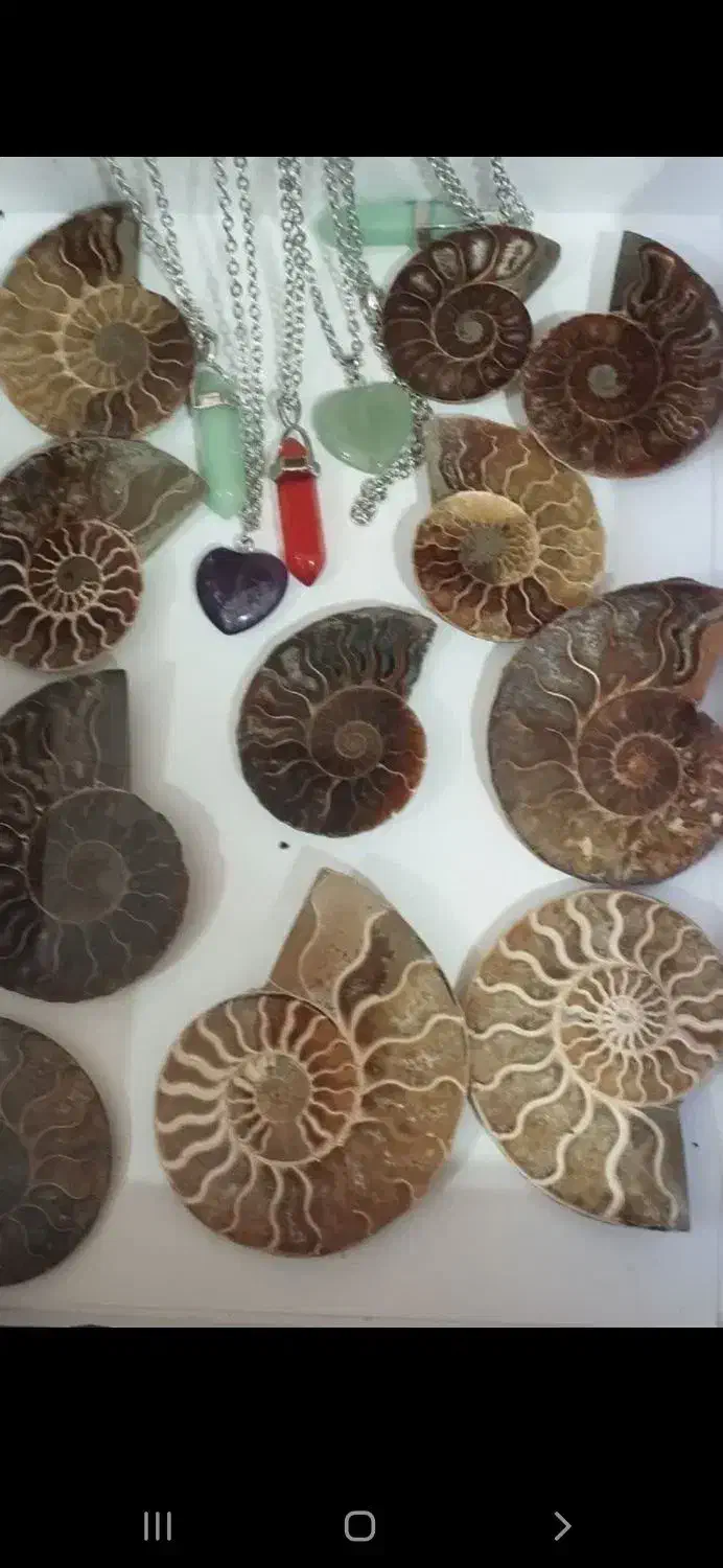 فسیل آمونیت|کلکسیون و سرگرمی|محلات, |دیوار