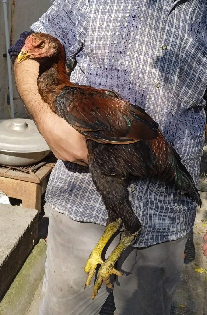 دو عدد جوجه خروس لاری پنج ماهه|حیوانات مزرعه|ساری, |دیوار