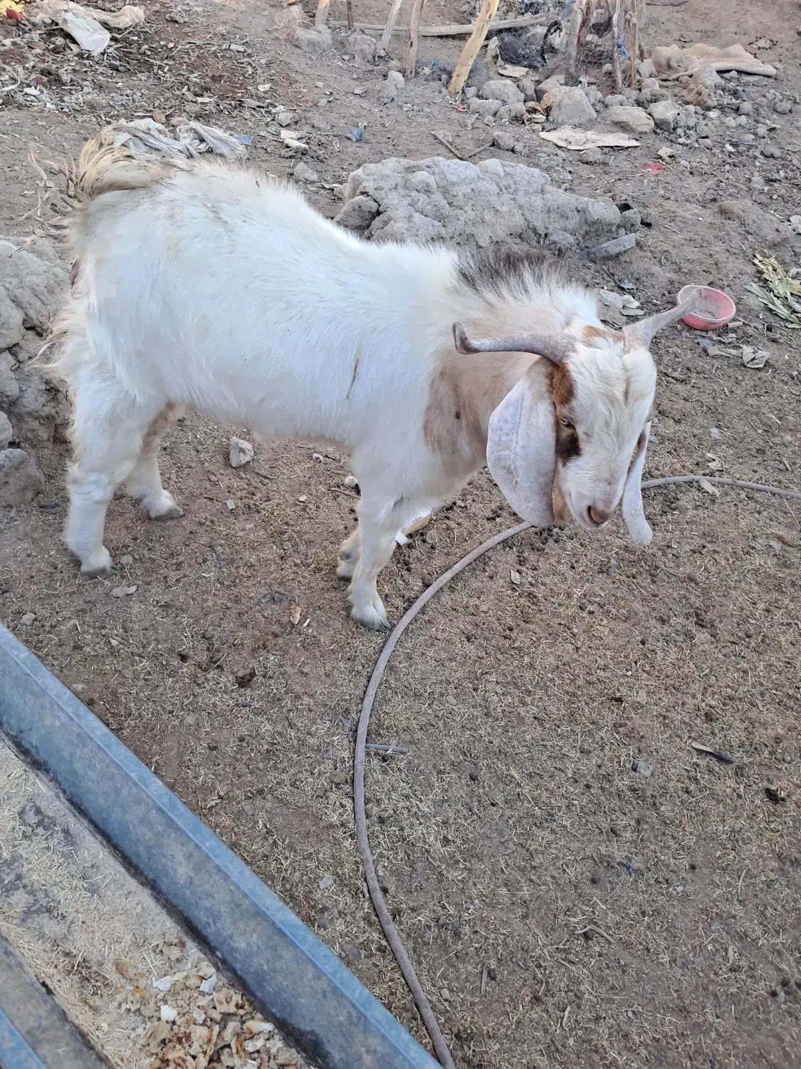 بز نر چاق در خونه ی|حیوانات مزرعه|هامون, |دیوار